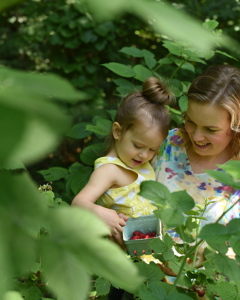 Aimée et sa fille Clara, cueillant des framboises.