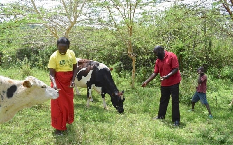 Un groupe de personne à côté de vaches.