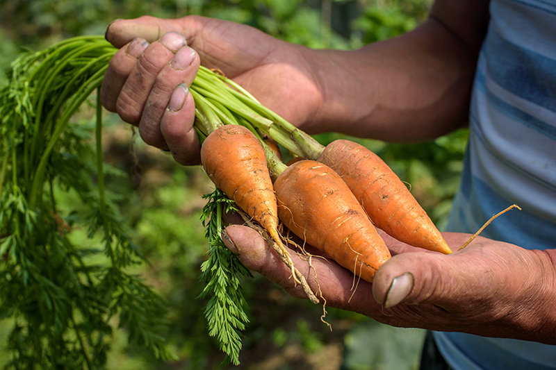 Un homme tient des carottes récoltées dans un jardin communautaire.