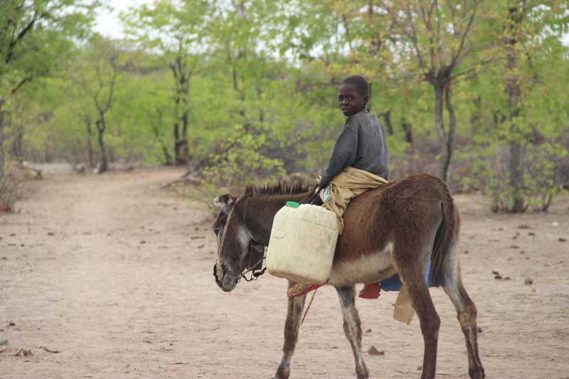 Un adolescent à dos d’âne transporte un contenant en plastique.